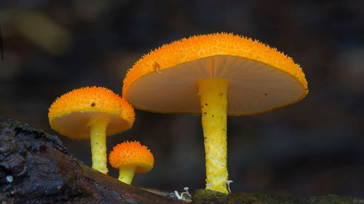 mushroom-photography-steve-axford-141