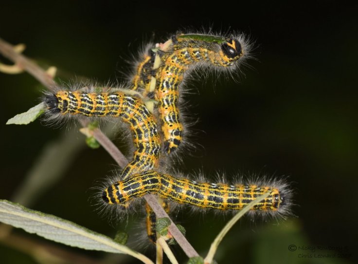 grafton-buff-tip-caterpillars