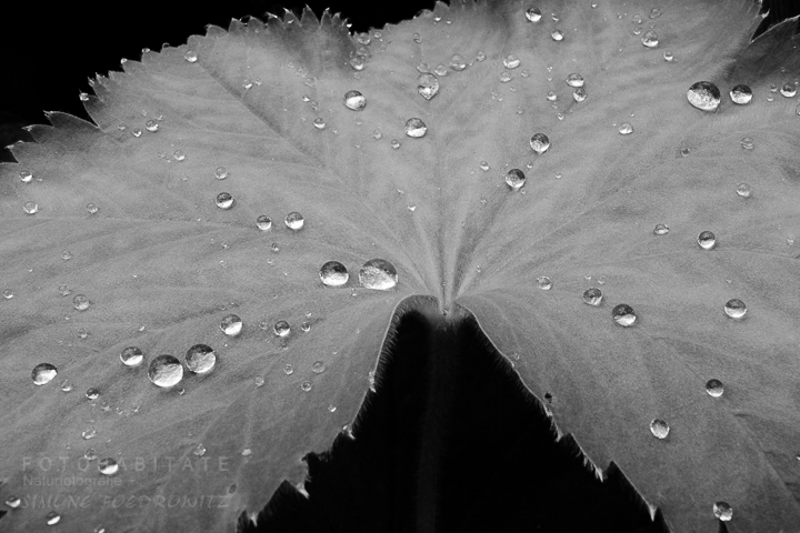 G-0005-fotohabitate_beauty-leaf-waterdrops-bw
