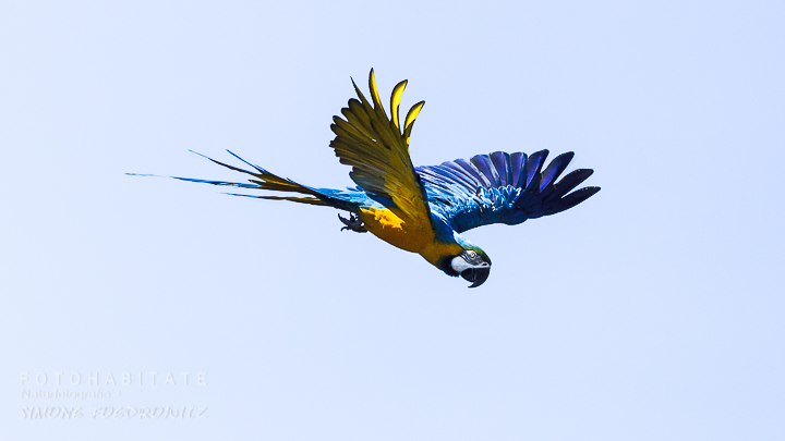 G-0006-fotohabitate_beauty-flying-blue-macaw