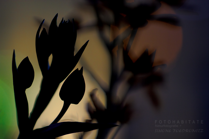 G-0009-fotohabitate_beauty-plant-silhouette