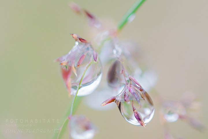 G-0011-fotohabitate_beauty-dewdrops