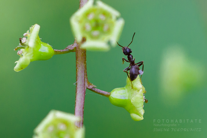 G-0014-fotohabitate_beauty-ant-currant-blossom