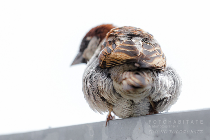 G-0019-fotohabitate_beauty-sparrow