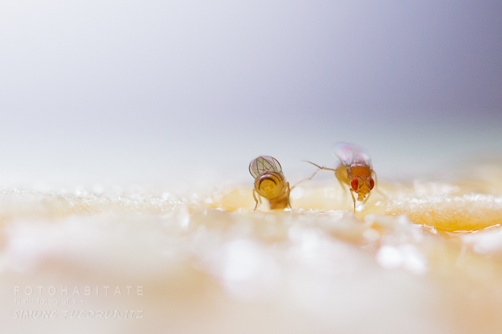 G-0020-fotohabitate_beauty-drosophila-fruit-fly