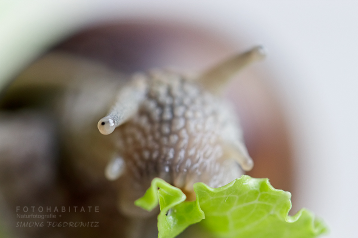 G-0022-fotohabitate_beauty-eating-snail