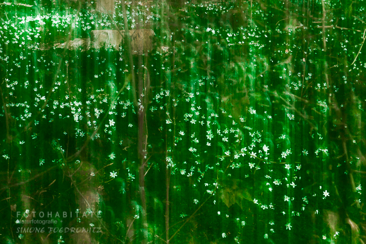 G-0023-fotohabitate_beauty-forest-anemone-nemorosa