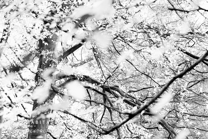 G-0025-fotohabitate_beauty-tree-leaves-bw