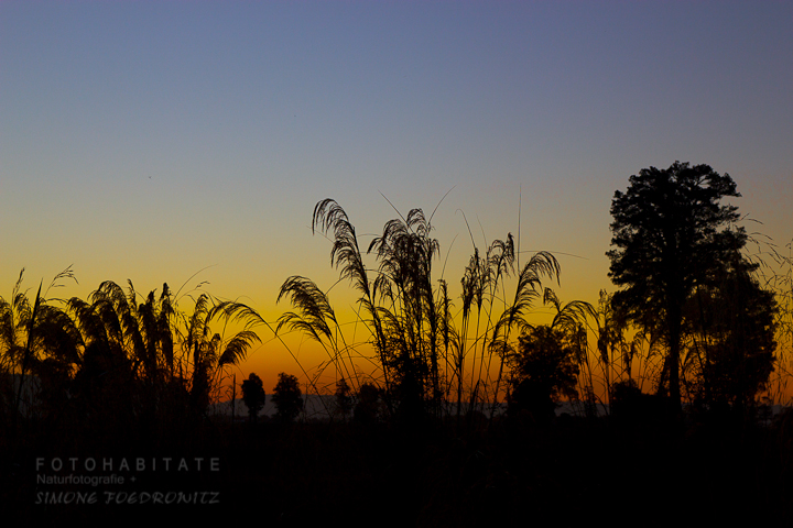 G-0027-fotohabitate_beauty-sunset-plants-silhouette