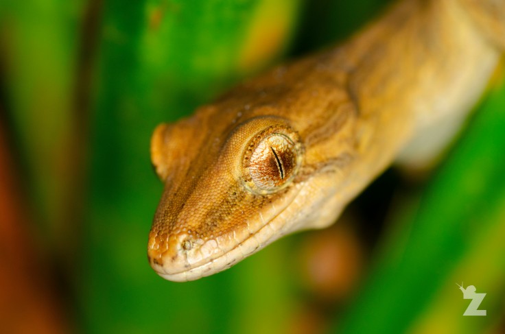 Zoomology Up-Close (Coromandel Striped Gecko, NZ)