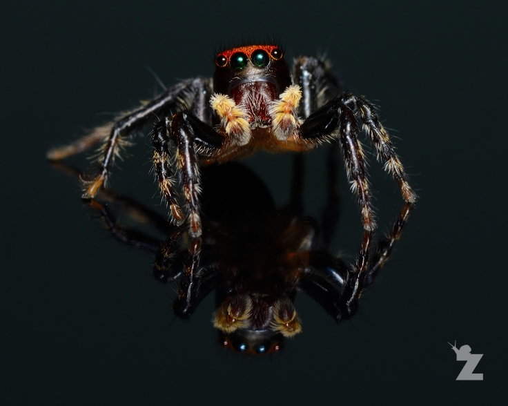 Zoomology Up-Close (House Hopper Jumping Spider, NZ)