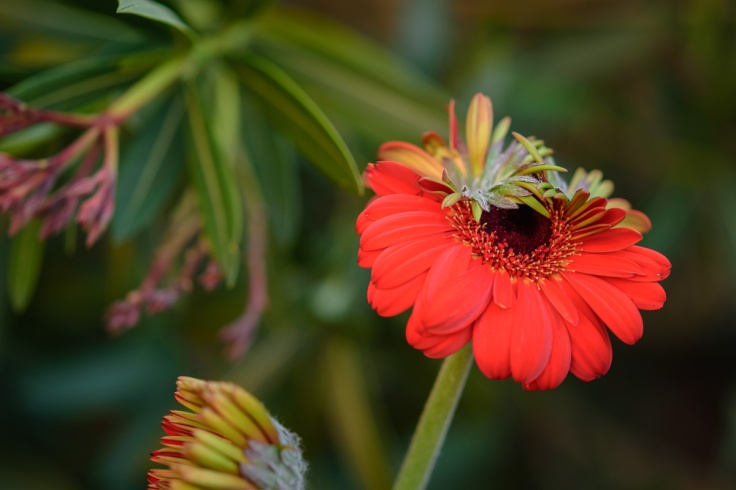 dsc 005-4615-Gerbera Daisy-Flower Photography-Garden