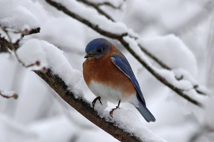 male-bluebird