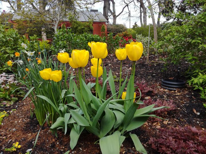 gore_yellow_tulips_01