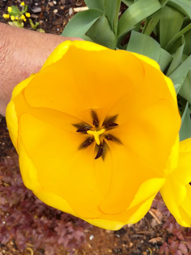 gore_yellow_tulips_02