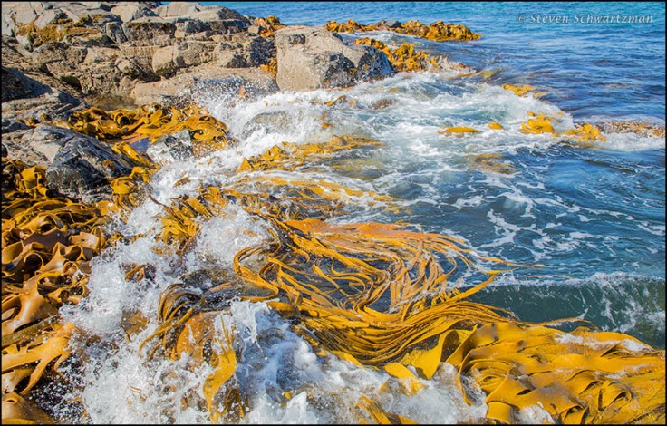 ss_surf-swirling-kelp-at-bluff-49491