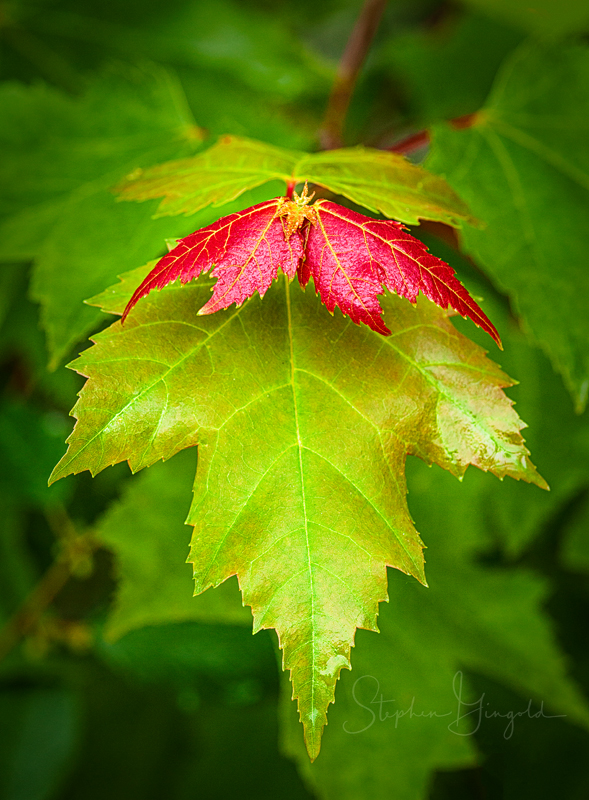 red-maple-leaves-061719-800